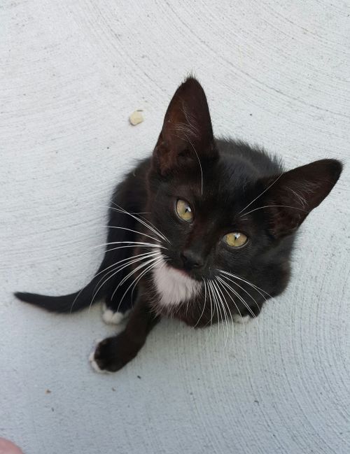 kitten oreo cat