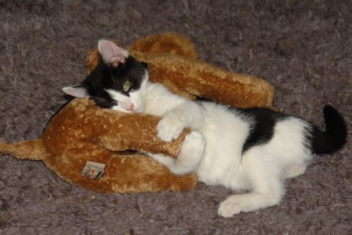 Kitten Loves Toy