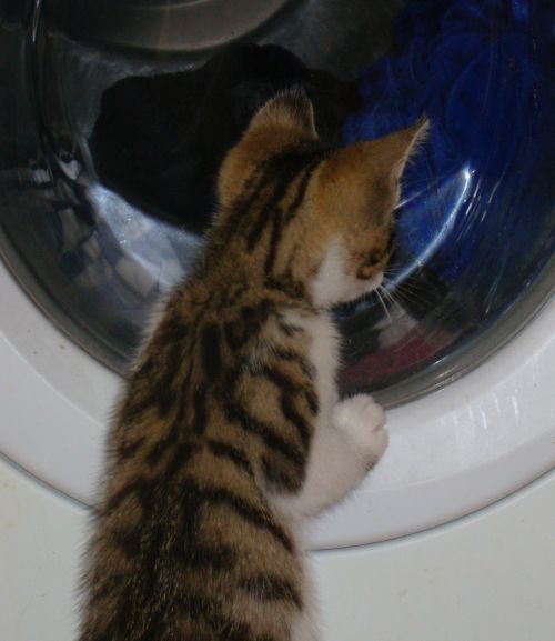 Kitten Watching Washing