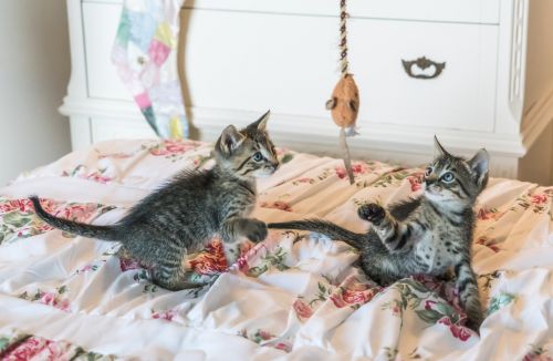 kittens cats foster