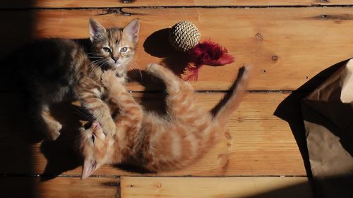 kittens playful cat