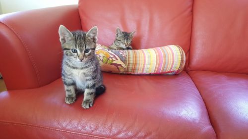 kittens sofa puppies