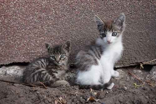 kittens kitten animals