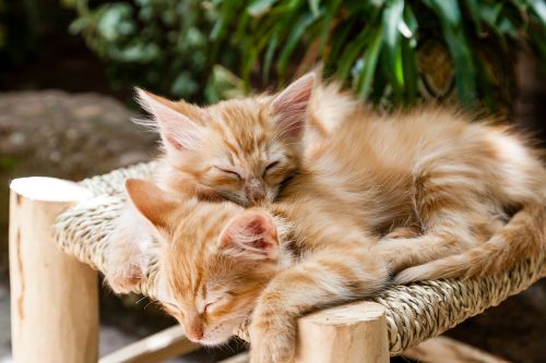 kittens pets sleeping