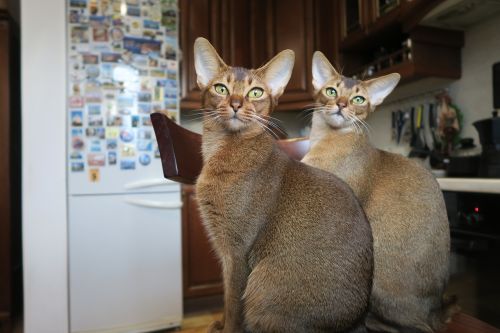 kittens abyssinian cat cats abyssinians