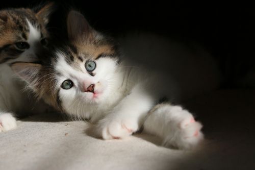kittens kitten cat