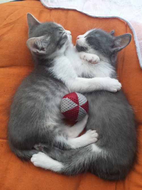 kittens love hug