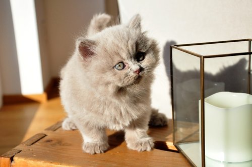 kittens  british longhair  cat baby
