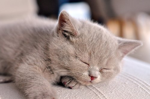 kittens  cat baby  british shorthair