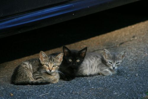 kittens cats stray cats