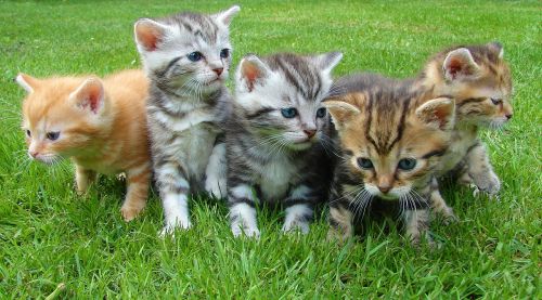 kittens cat cat puppy