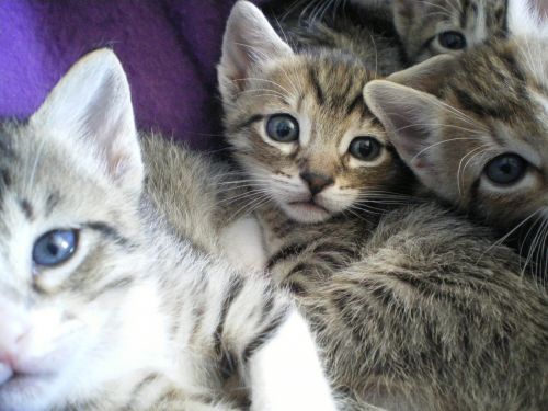 kittens eyes cat