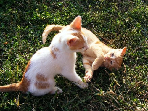 kittens playing animals