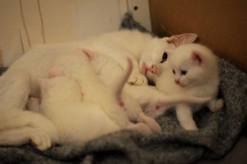 kitties white cats breast-feeding