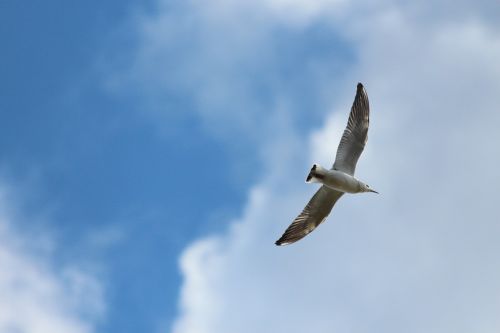 kittiwake tridactyl seagull birds