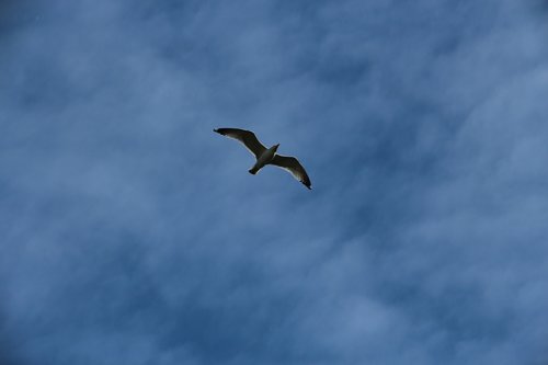 kittiwake  rissa tridactyla  bird