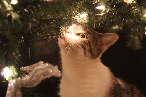 kitty christmas cat
