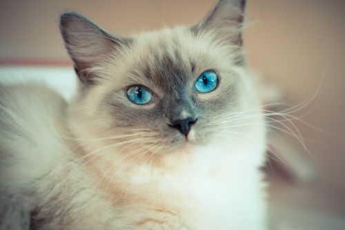 kitty cat with blue eyes ragdoll