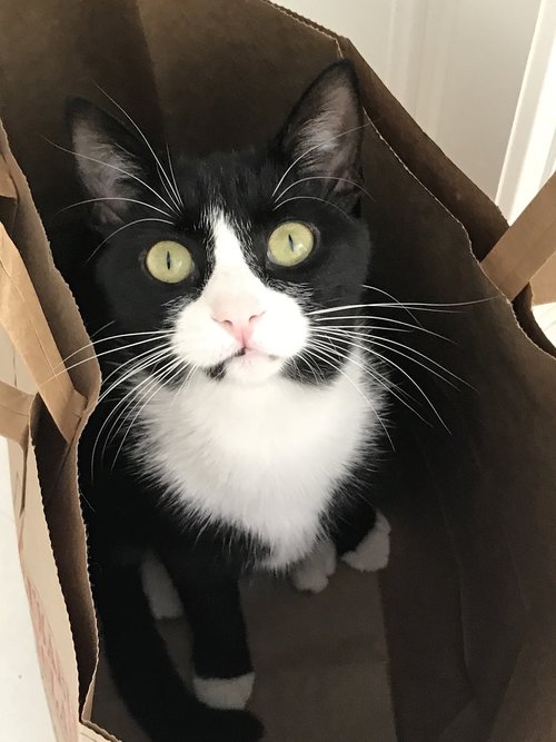 kitty  tuxedo  kitten