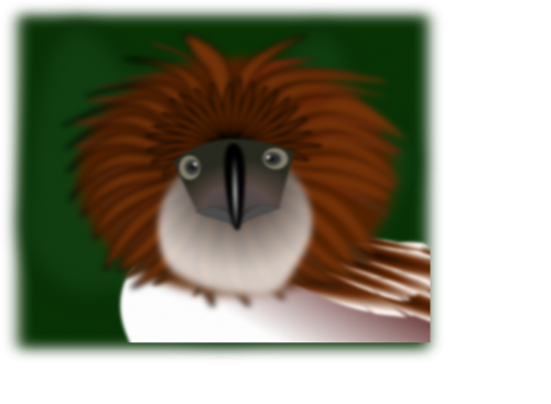 kiwi bird eagle