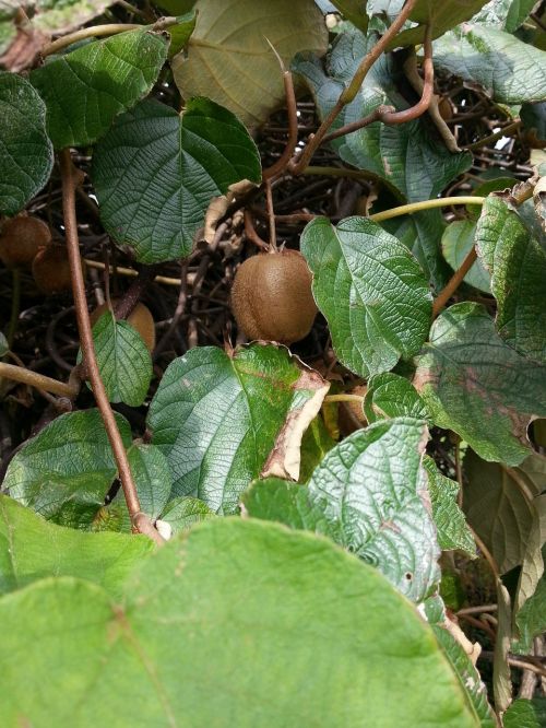 kiwi kiwi tree fruit
