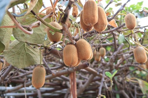 kiwi  fruit  plant