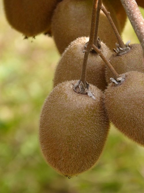 kiwi  fruit  natural