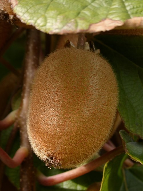 kiwi  fruit  tree kiwi