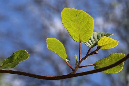 kiwi leaf  leaves  branch