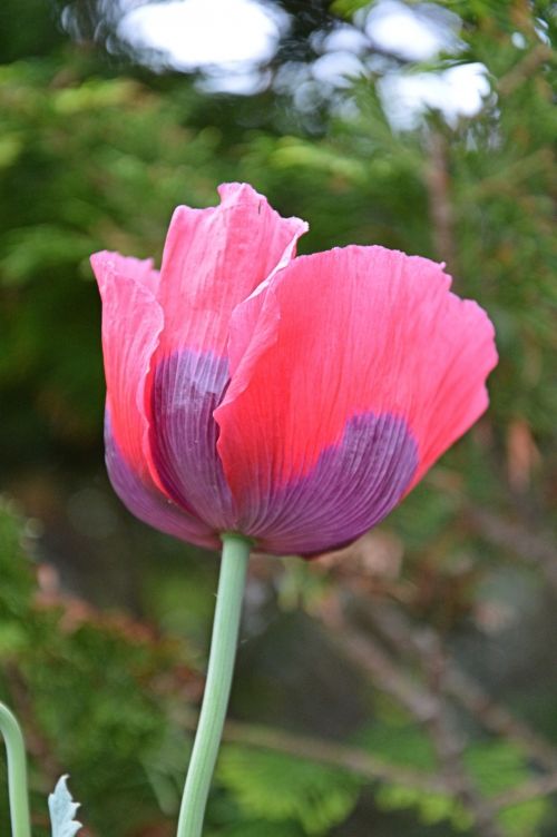 Poppy