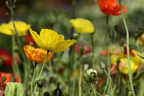 klatschmohn flowers poppy
