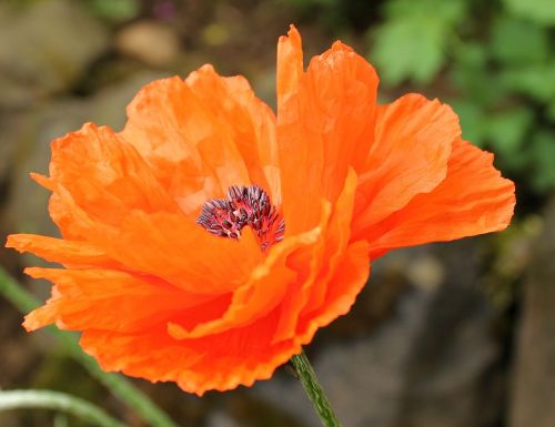 klatschmohn flower poppy