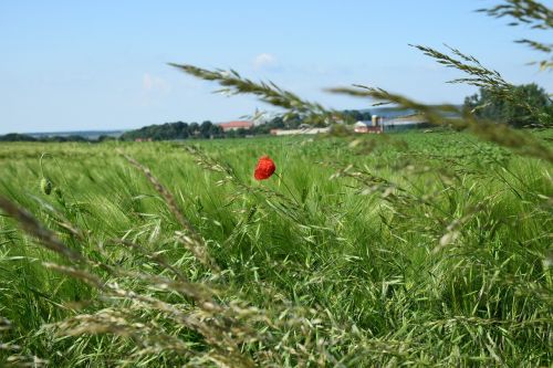 klatschmohn cornfield agriculture