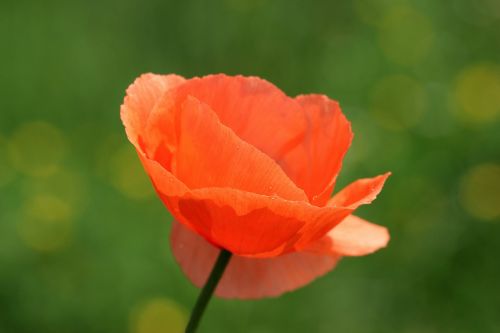 klatschmohn papaver rhoeas poppy