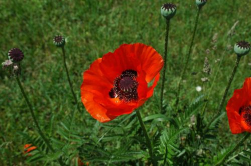 klatschmohn red flower