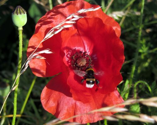 klatschmohn red flower