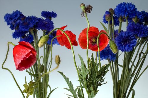 klatschmohn poppy poppy flower