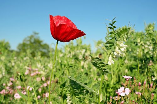 klatschmohn poppy flower poppy