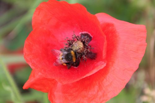 klatschmohn poppy blossom