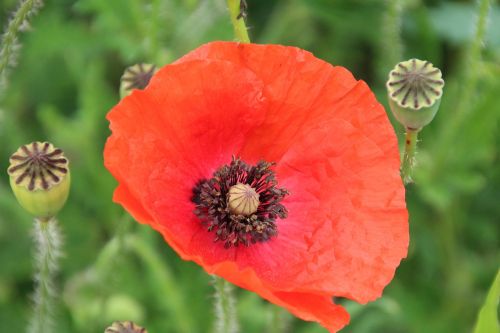 klatschmohn poppy blossom