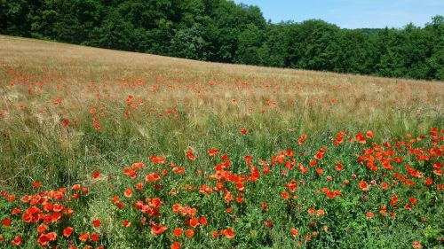 klatschmohn german wild plant cornfield