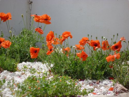 klatschmohn poppy red poppy