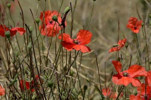 klatschmohn poppy flower wild flower