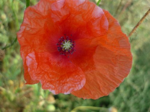 klatschmohn red flower edge of field