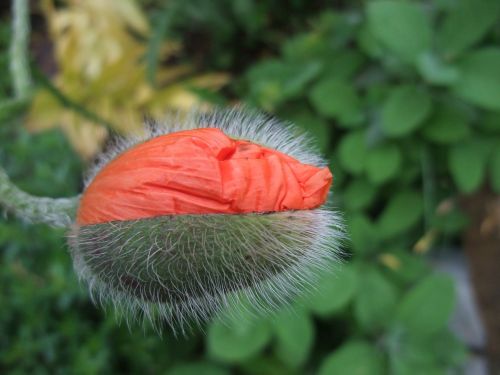 klatschmohn poppy bud