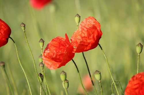 klatschmohn poppy flower