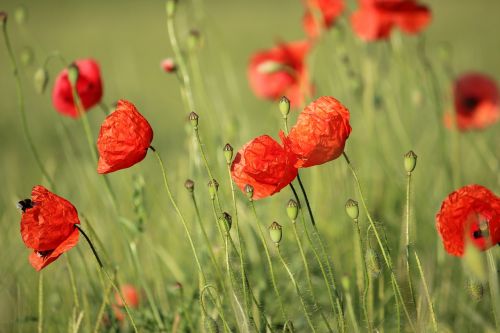 klatschmohn summer meadow poppy