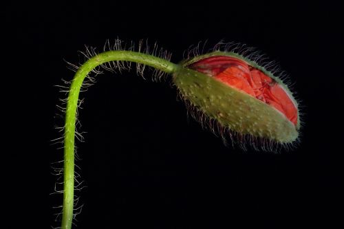 klatschmohn macro poppy flower