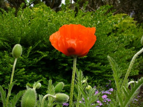 klatschmohn poppy poppy bud