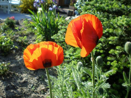 klatschmohn poppy red